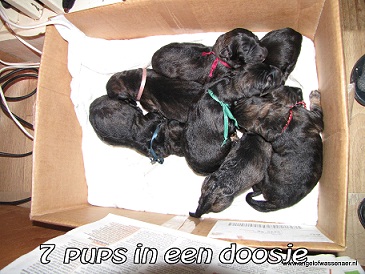 7 ODH pups in een doosje